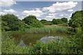 The Small Pond Shotgate Thickets