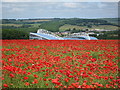 TQ3408 : Poppies and the Amex Stadium, Falmer by Peter Whitcomb