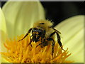 Bee on Dahlia