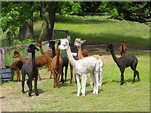 SP9610 : Alpacas at Norcott Court Farm by Mark Percy
