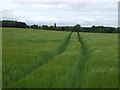 NT2489 : Track through crop field, Kilrie Gate by JThomas