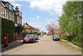 Blossom in Rusthall