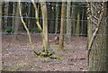 Deer, Chartham Hatch