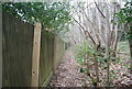 Bridleway, Howfield Wood