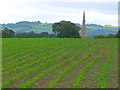 Maize Field at Granby Farm