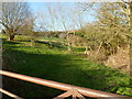 Trees in a Ruscombe Road field, Stroud