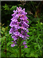 SD4777 : Northern marsh orchid at Coldwell Parrock by Karl and Ali