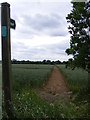 TM3683 : Footpath off Rumburgh Lane by Geographer
