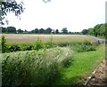 Track to Westlands Farm