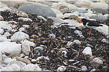 HP5707 : Oystercatcher (Haemotopus ostralegus), Ayre of Collaster, Westing by Mike Pennington