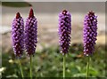 Primula vialii, Totnes