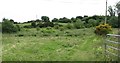 The infilled western section of a pond at the western tip of the Castleward Estate