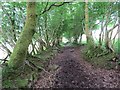 Llwybr Gorsddu Footpath