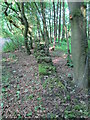 Moss-covered wall in wood