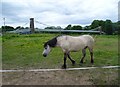 Highland Pony at the Chain Bridge