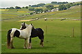 Two horses grooming each other