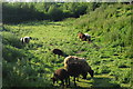 Sheep grazing by the bridleway