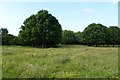 Trees on Hob Moor