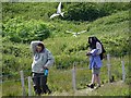 NU2135 : Arctic Terns attack visitors, Inner Farne by Andrew Curtis
