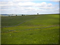 Fields on Hollinsclough Moor