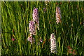 Orchids on Protected Roadside Verge at Calceby