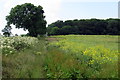 Bridleway and south-western corner of Astcote Thorns