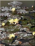 SX5759 : Water lilies,  Smallhanger Waste by Derek Harper