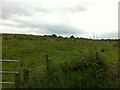 N2081 : Cows on a hillside by Darrin Antrobus
