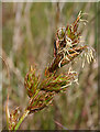 NH9864 : Sand Sedge (Carex arenaria) by Anne Burgess
