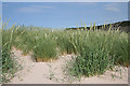 NJ0064 : Grasses in the Sand by Anne Burgess