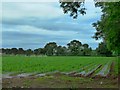 Cornfield, Dunadry