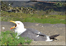 J3474 : Grounded gull, Belfast by Albert Bridge