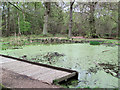 SP9713 : Clickmere Pond is covered with duckweed in April 2010 by Chris Reynolds