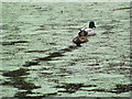 SP9713 : A pair of Mallards swim through the Duckweed on Clickmere Pond, Ashridge (April 2010) by Chris Reynolds
