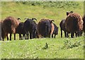 Hebridean sheep near Man Sands