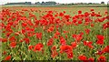 Poppies popping up everywhere!