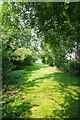 A Birchwood Bridleway