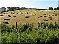 Field with square bales, Gardrum