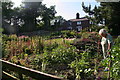 Watering the courgettes