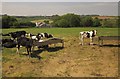 Cattle at Clampit