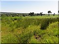 Golan Townland