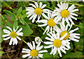 Oxeye daisies, Carrickfergus