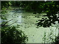 Lake in Fishponds Park