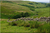 SD5660 : Above Udale Beck by Tom Richardson