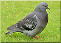 J4187 : Feral pigeon, Carrickfergus (4) by Albert Bridge