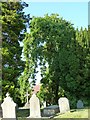 Weeping ash tree at Llanllwchaearn