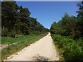 Ringwood Forest, bridleway