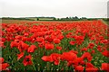 A field of poppies