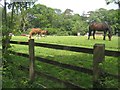 Wildlife by the A33