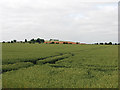 Over the fields to Rowley